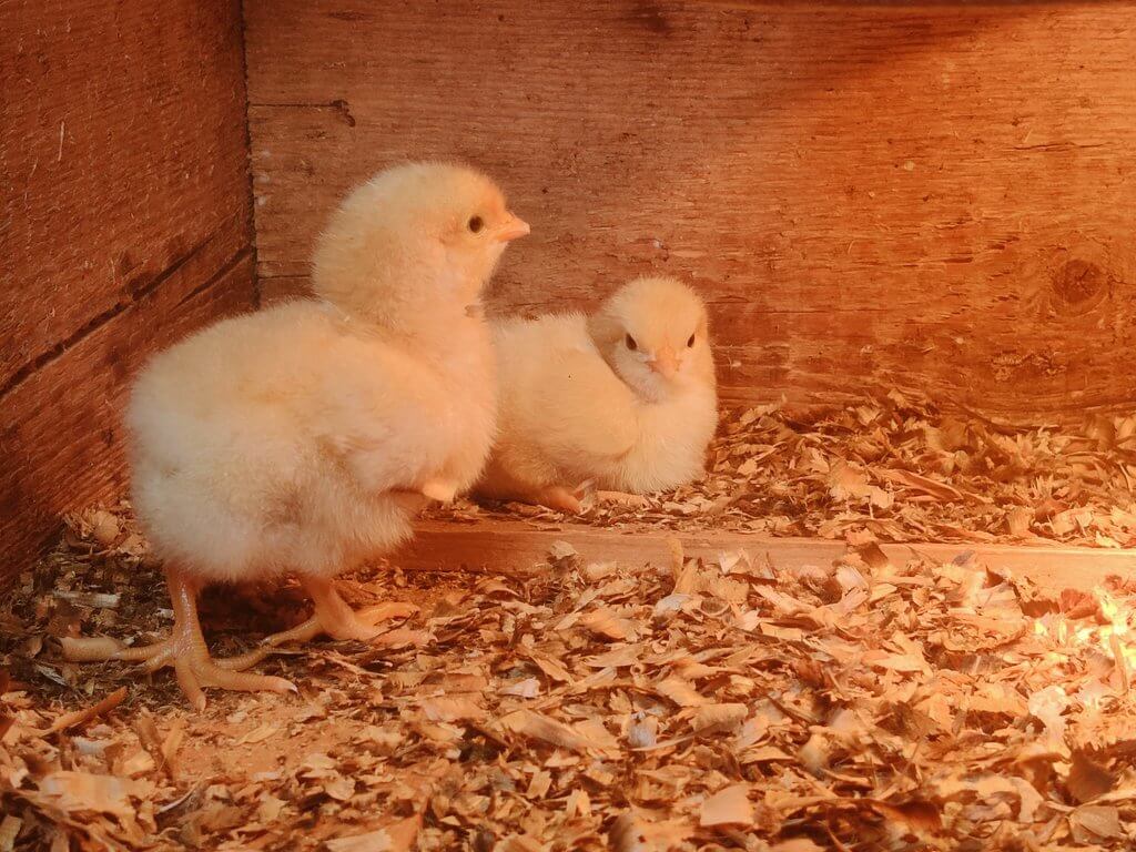 buff orpington chicks