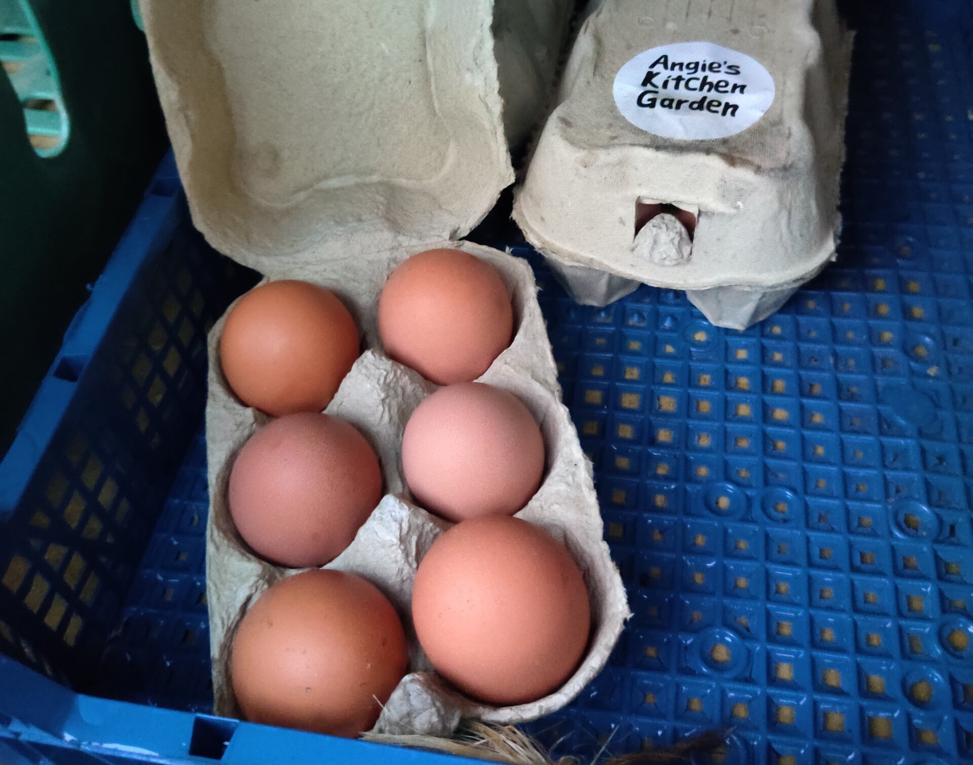 free range eggs for sale