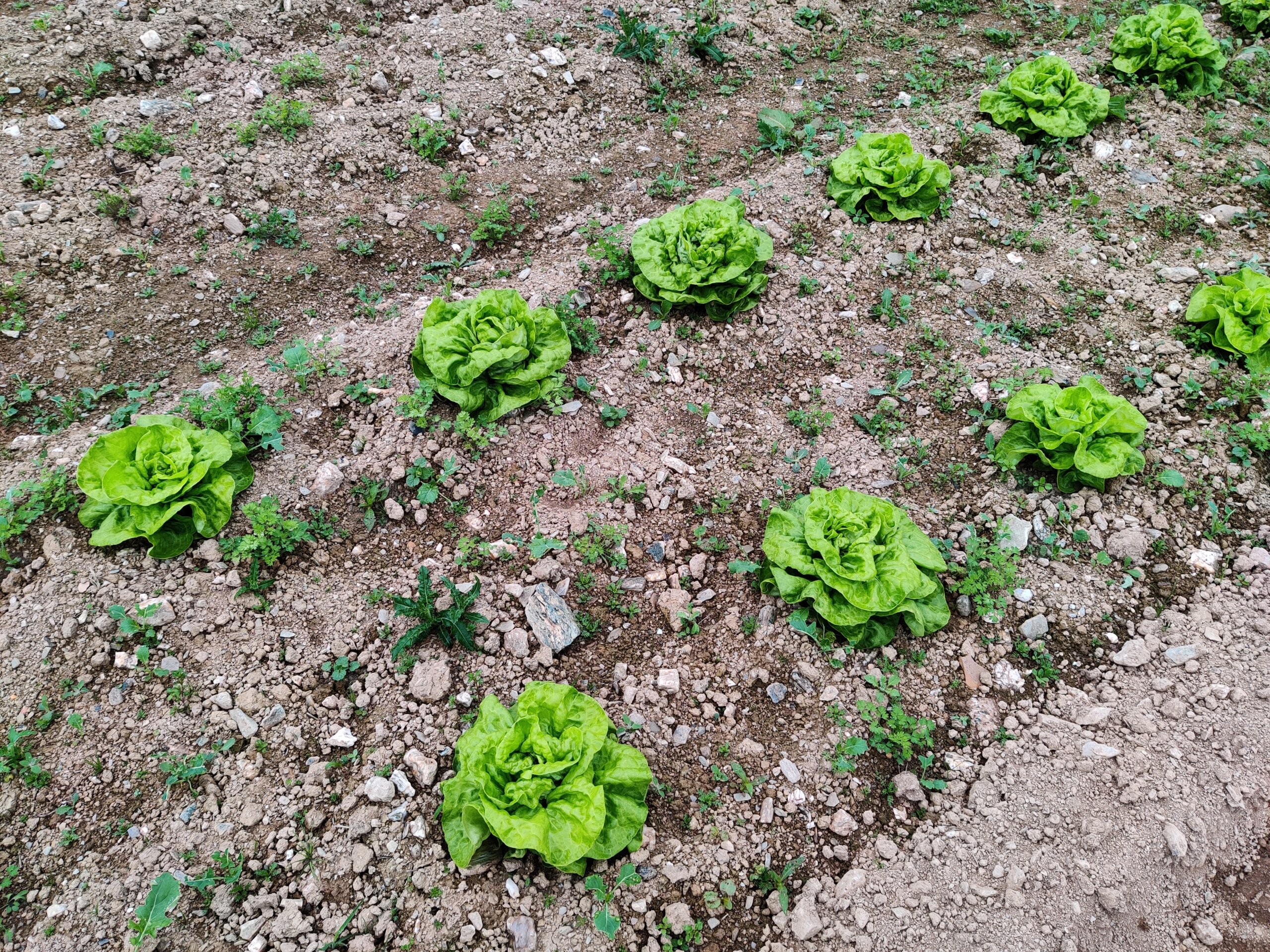weeds starting alongside lettuce vegetable growing