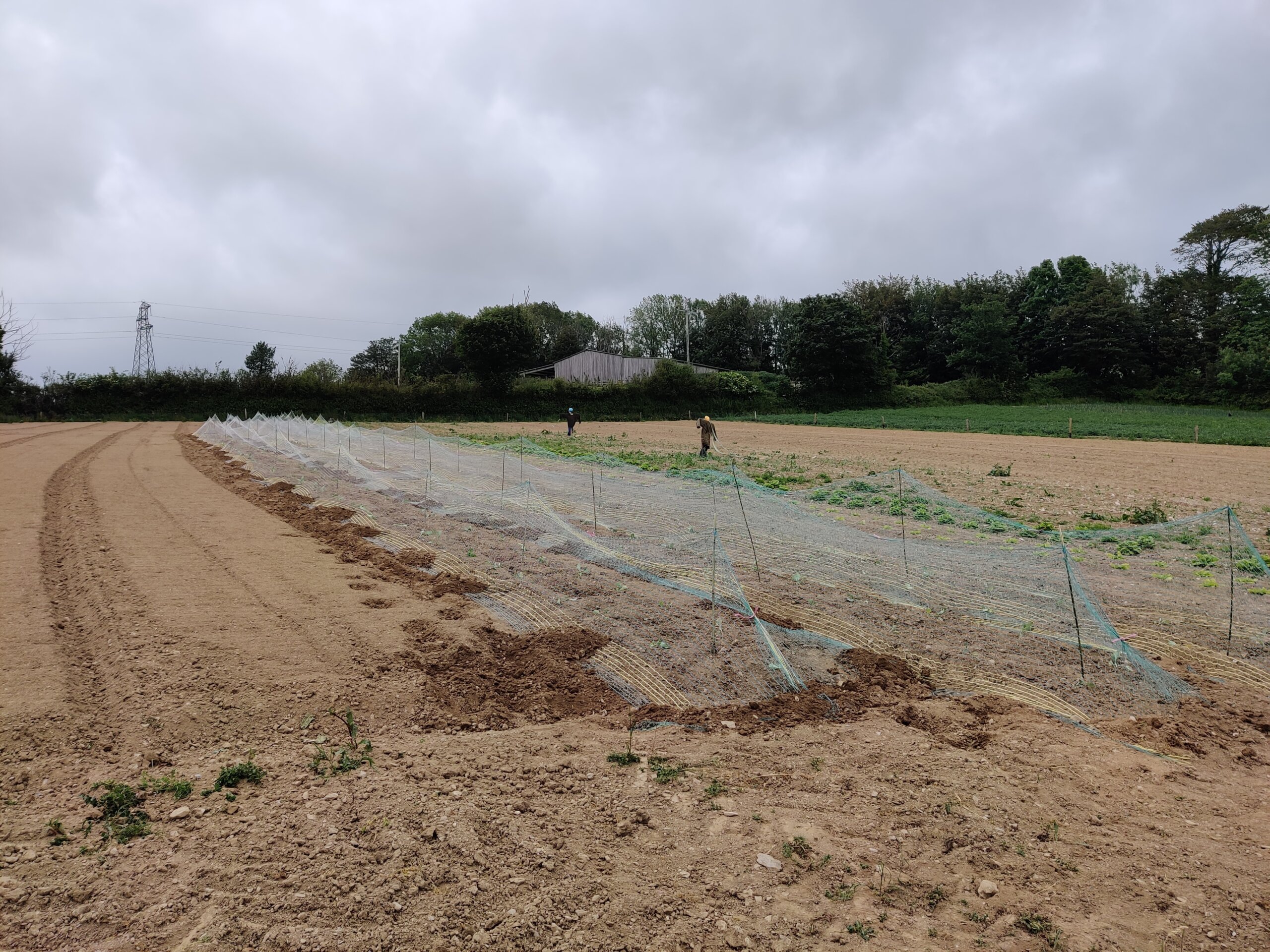 vegetable growing with nets to protect brassicas such as cabbage cauliflower and brussels sprouts