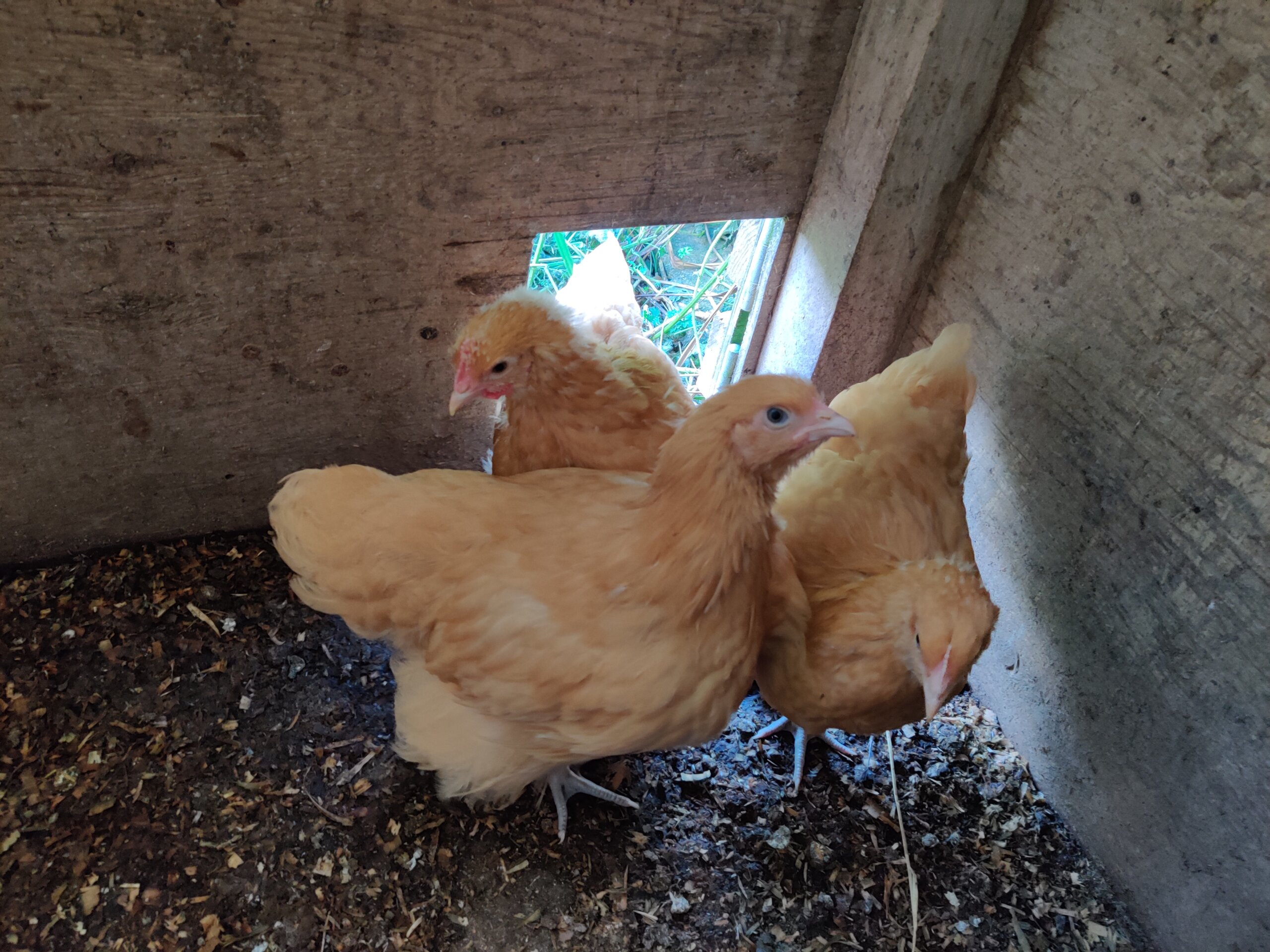 young buff orpington hens that will become a breeder flock