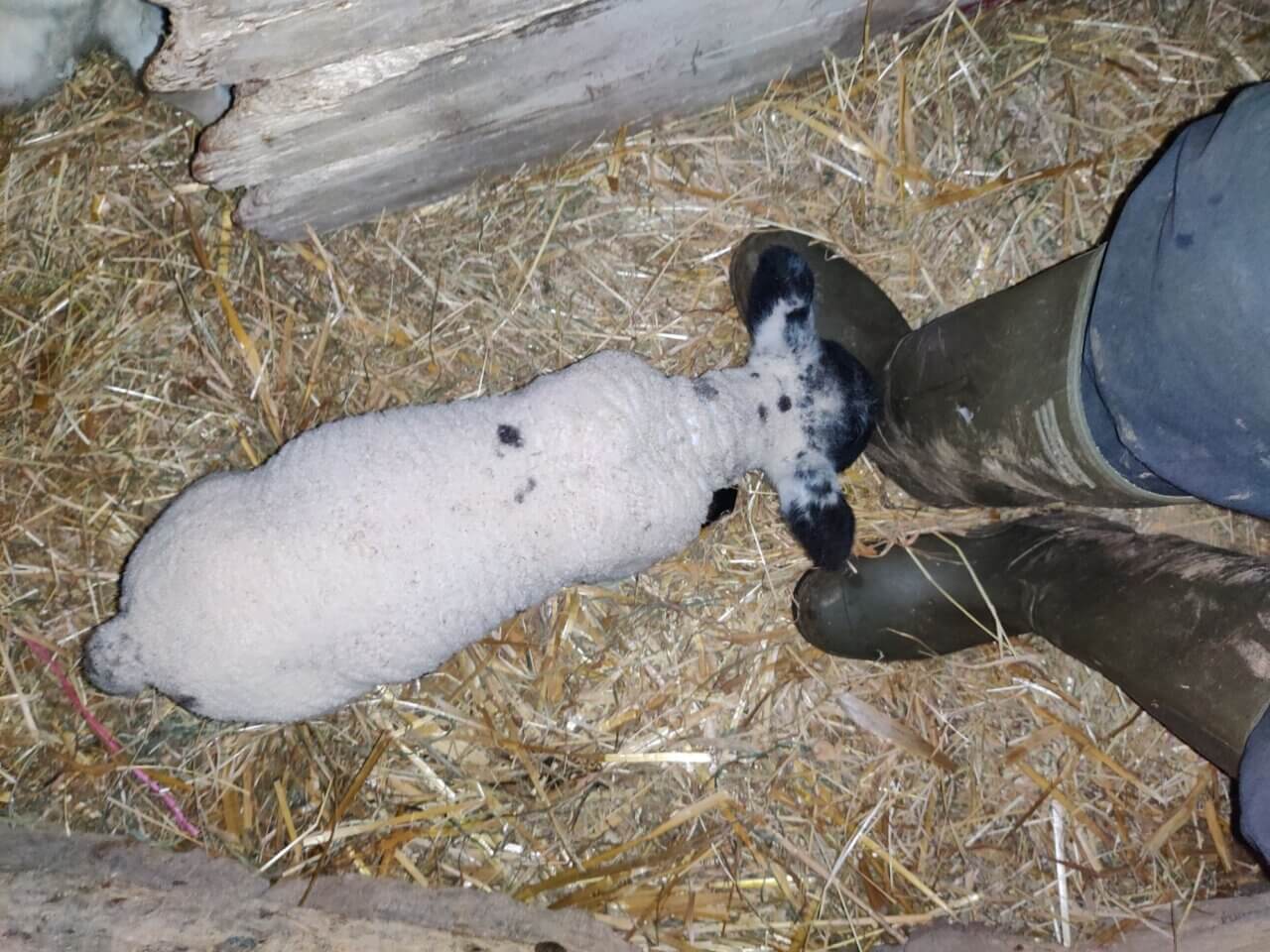 An orphan lamb after feeding