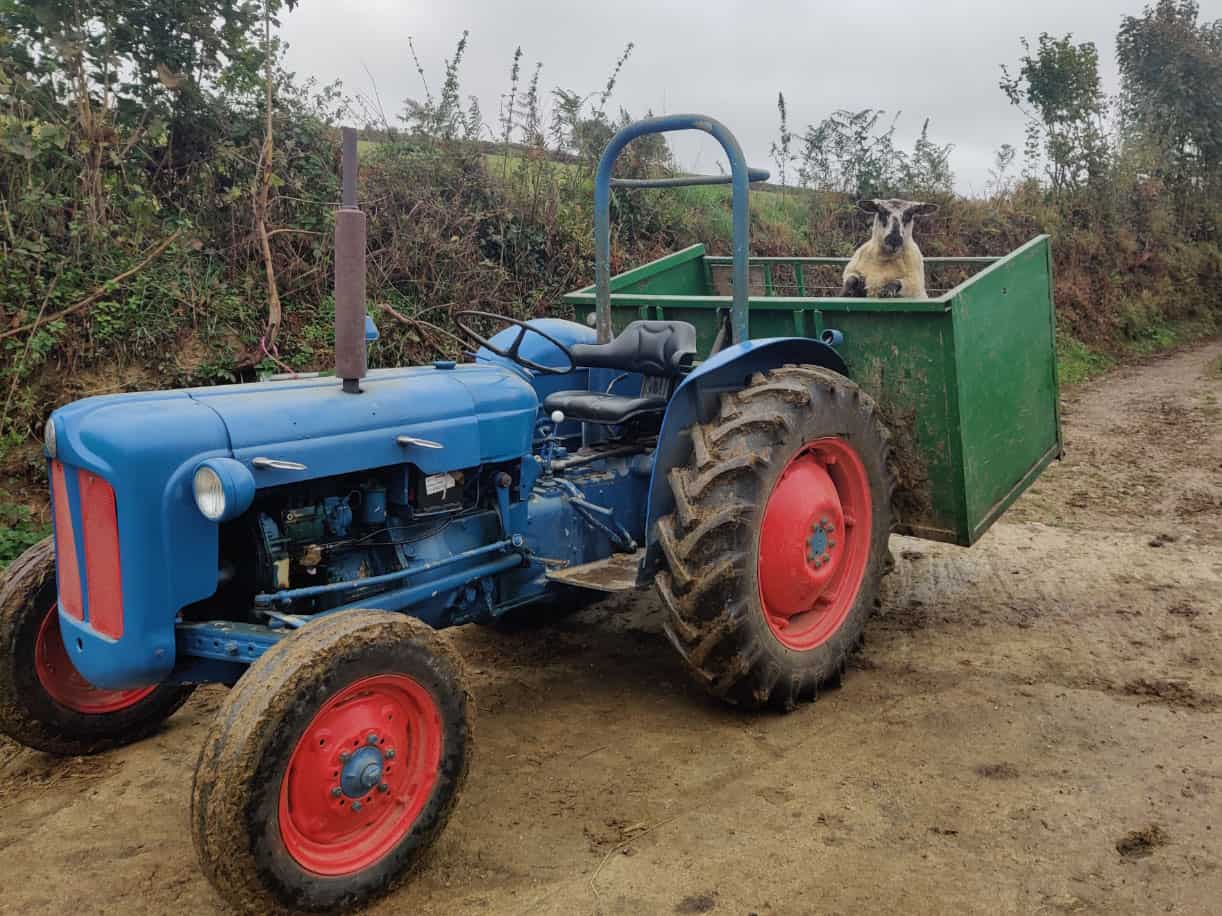 Why do tractors have two brake pedals? Fordson Dexta with heavy link box and sheep. There's a lot of weight behind the rear wheels so the independent brakes are needed to steer.